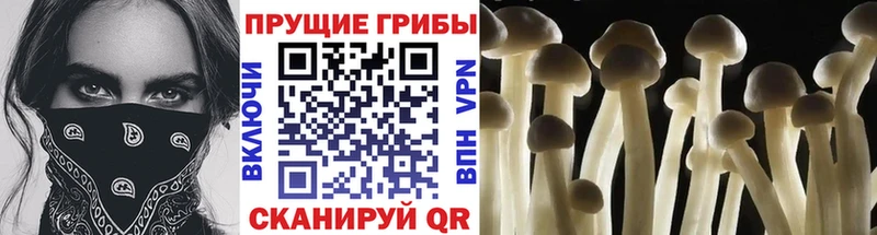 где можно купить наркотик  Гаврилов Посад  Псилоцибиновые грибы MAGIC MUSHROOMS 